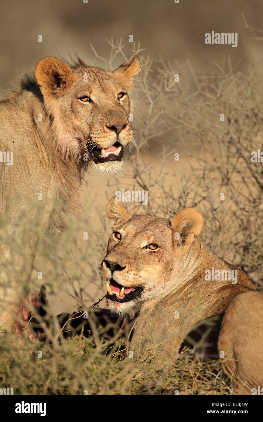 Retrato de dos leones africanos (Panthera leo) alimentándose de un cadáver, el desierto de Kalahari, Sudáfrica Foto de stock