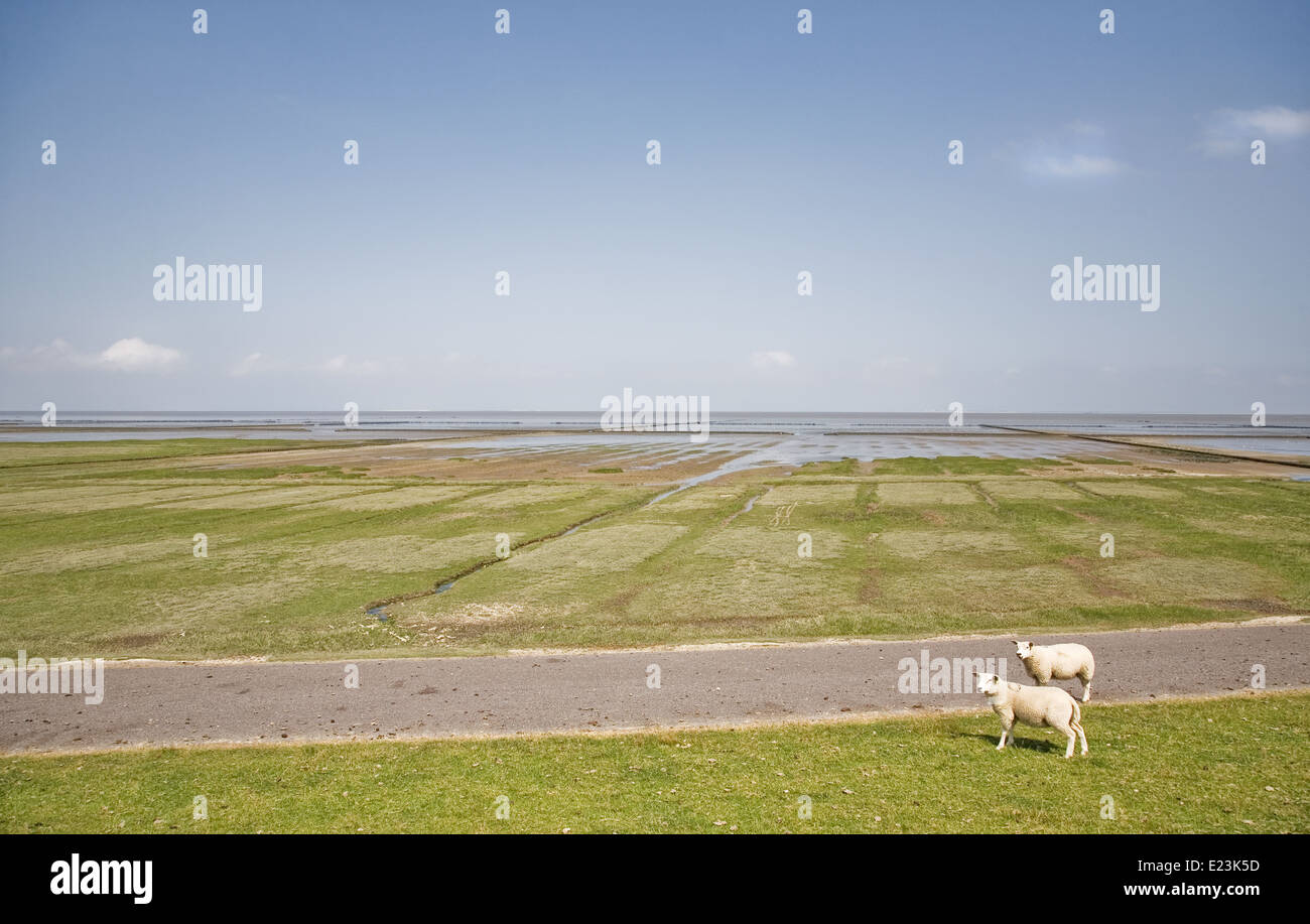 Dos ovejas caminando sobre el dique en el Emmapolder - Uithuizen Foto de stock