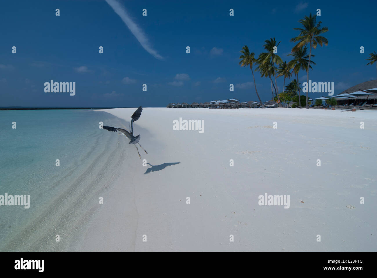 Garzas despegando desde una playa de la isla de Foto de stock