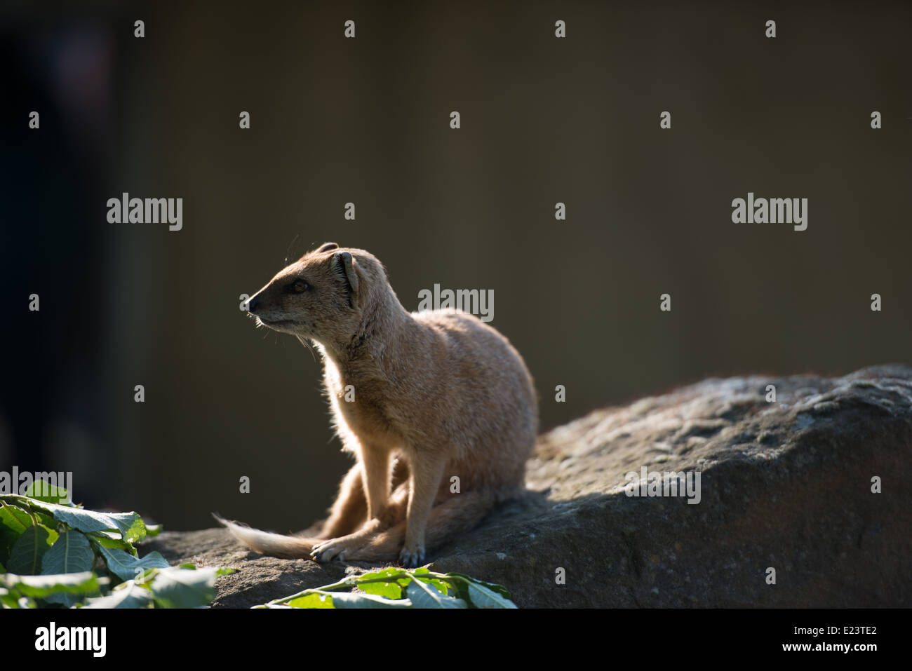 Mongoose contemplando la vida - el zoológico de Londres a finales de Regent's Park, junio de 2014 Foto de stock
