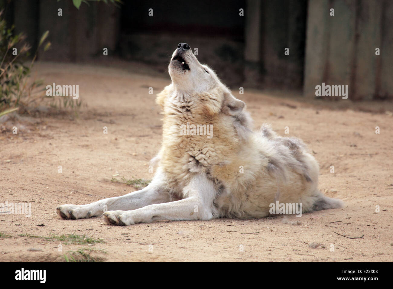 Un salvaje lobo aullando tumbado en el suelo Fotografía de stock - Alamy