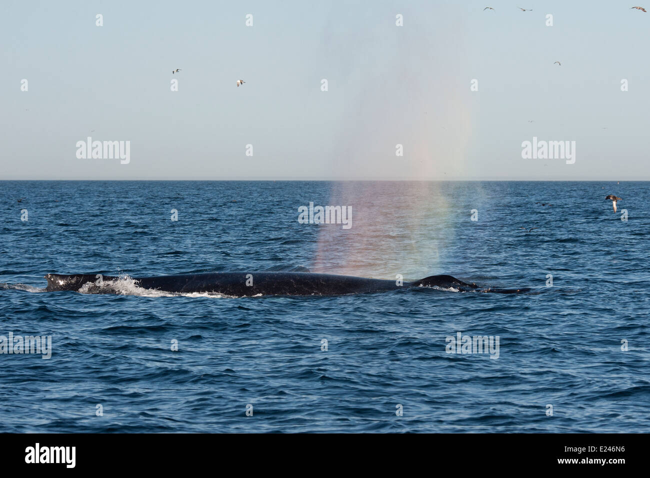 La ballena jorobada (Megaptera novaeangliae) golpe de lluvia. Monterey, California, en el Océano Pacífico. Foto de stock