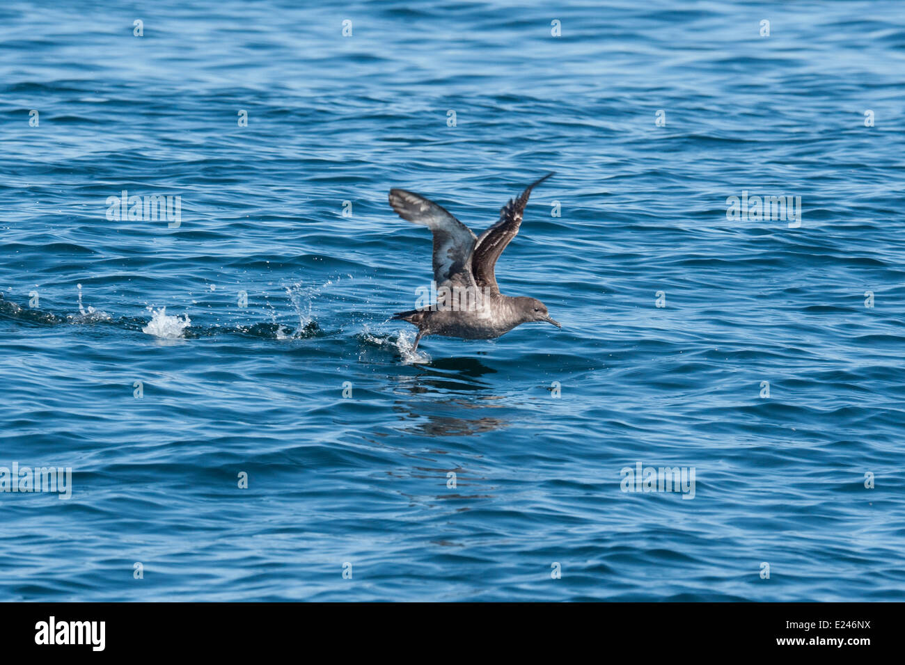 De hollín, shearwater Puffinus griseus, despegando, Monterey, California, en el Océano Pacífico. Foto de stock