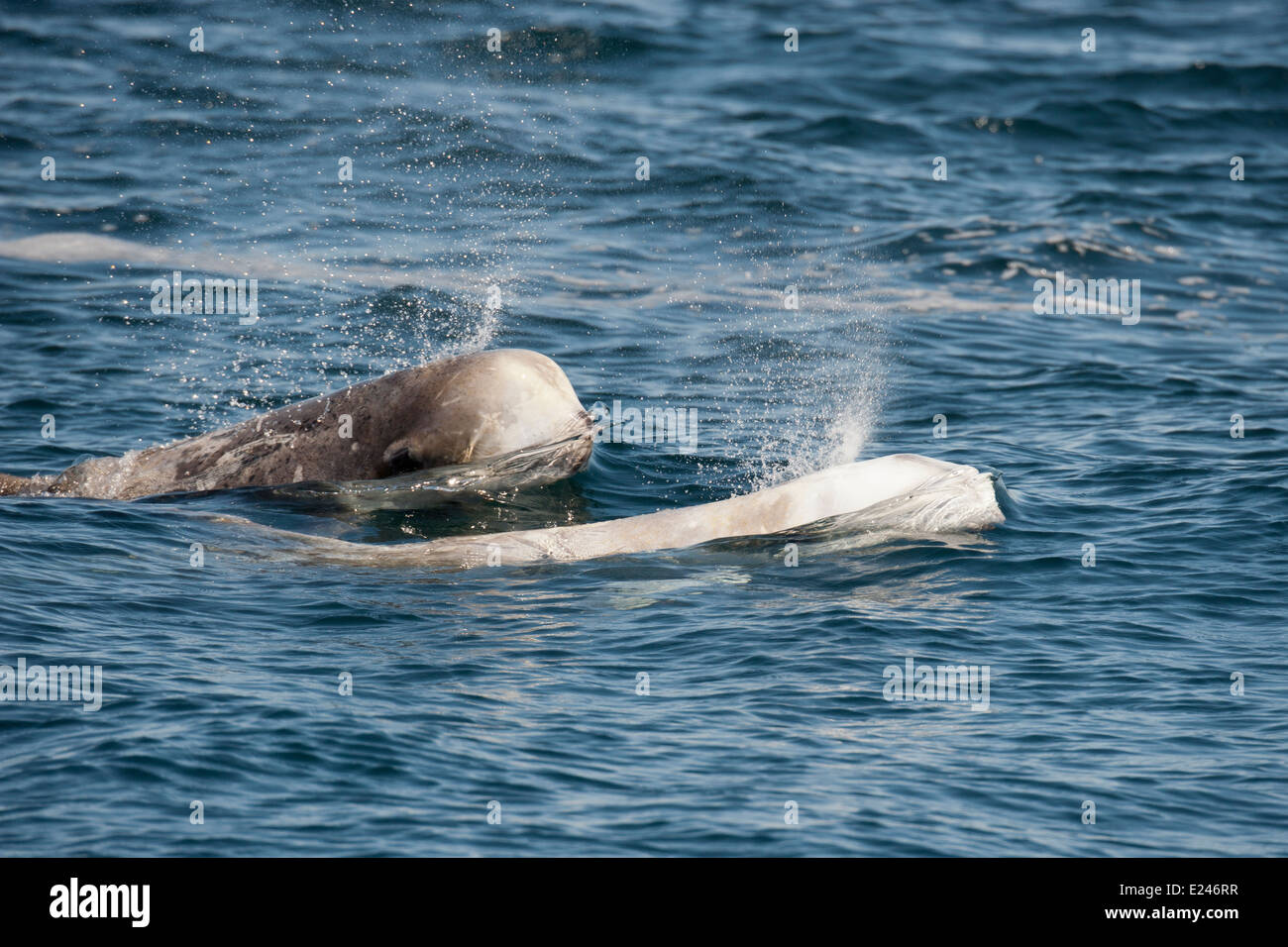 Los delfines de Risso (Grampus griseus) surgiendo. Monterey, California, en el Océano Pacífico. Foto de stock