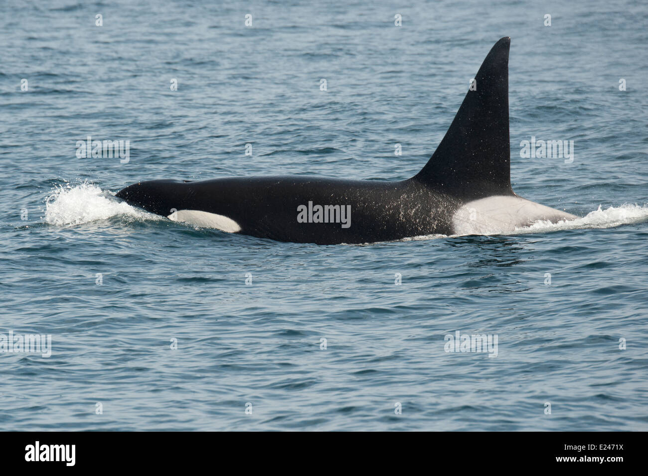 Transitoria/Biggs Killer Whale/Orca (Orcinus orca). Pavimentación, Monterey, California, en el Océano Pacífico. Foto de stock