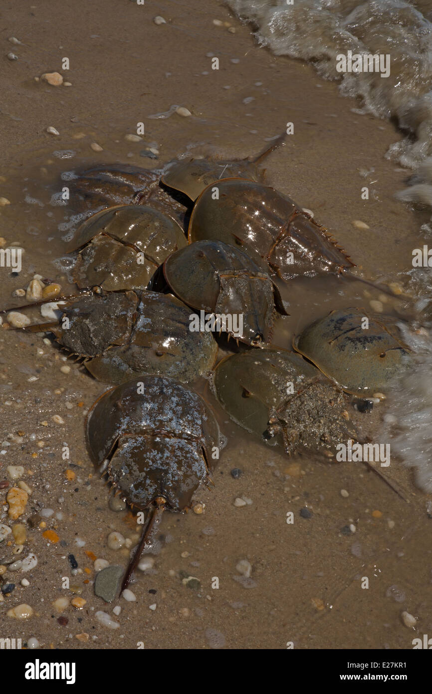Atlántico cangrejo herradura, Limulus polyphemus, Marina chelicerate artrópodo, cría, Delaware, la bahía de Delaware. Foto de stock