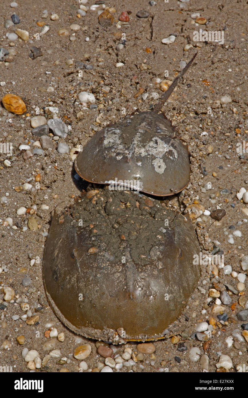 Atlántico cangrejo herradura, Limulus polyphemus, Marina chelicerate artrópodo, cría, Delaware, la bahía de Delaware. Foto de stock