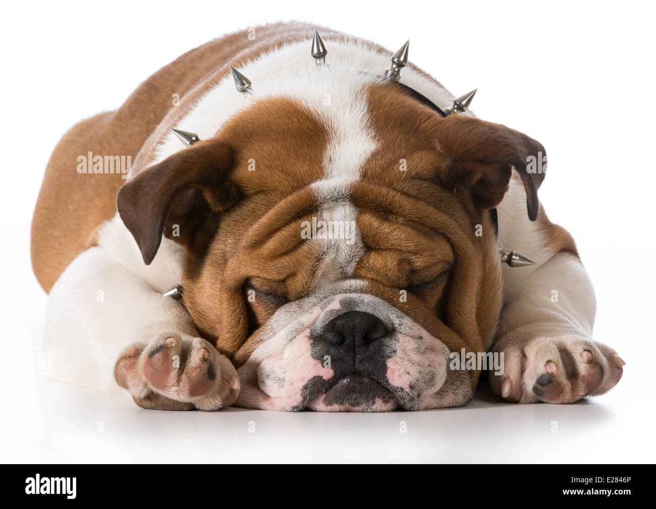 Cachorro bulldog inglés vistiendo spike collar sobre fondo blanco  Fotografía de stock - Alamy