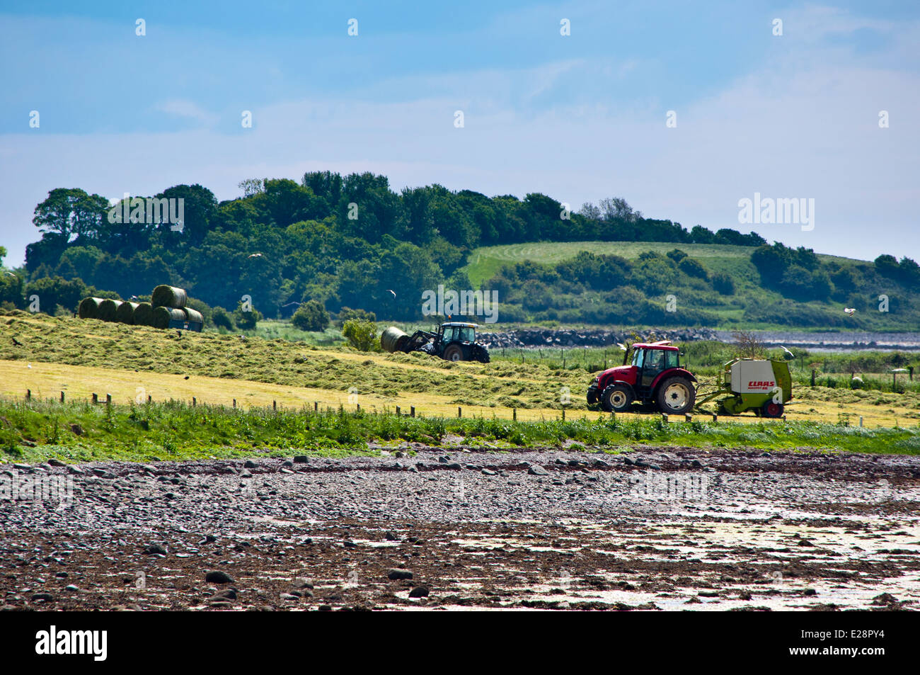 Para hacer el ensilaje cortando el Ards Peninsula en el Condado de Down, Irlanda del Norte Foto de stock