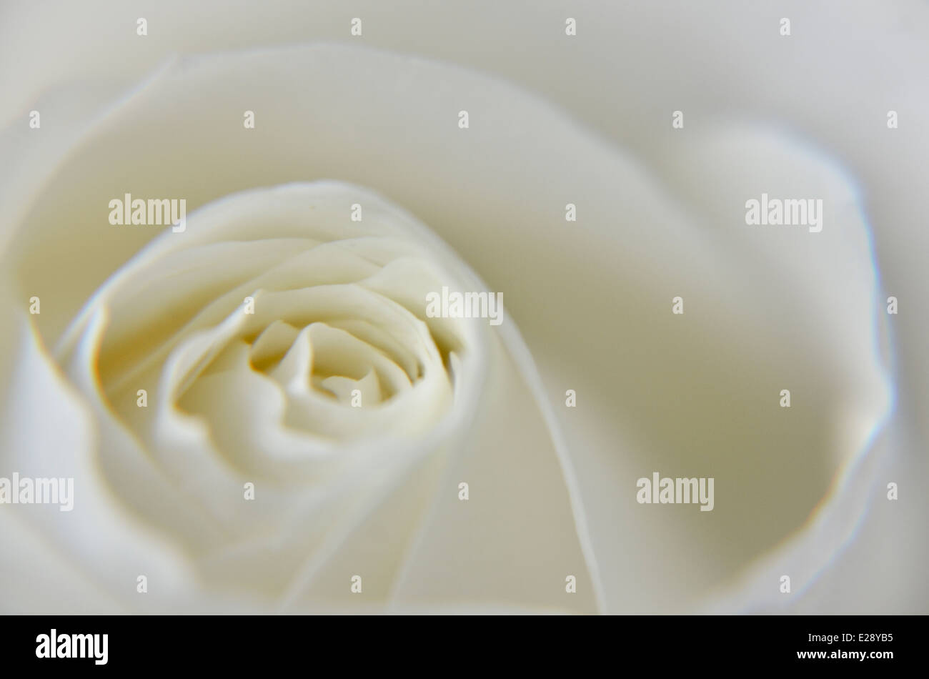 Macro Rosa Blanca. Foto de stock