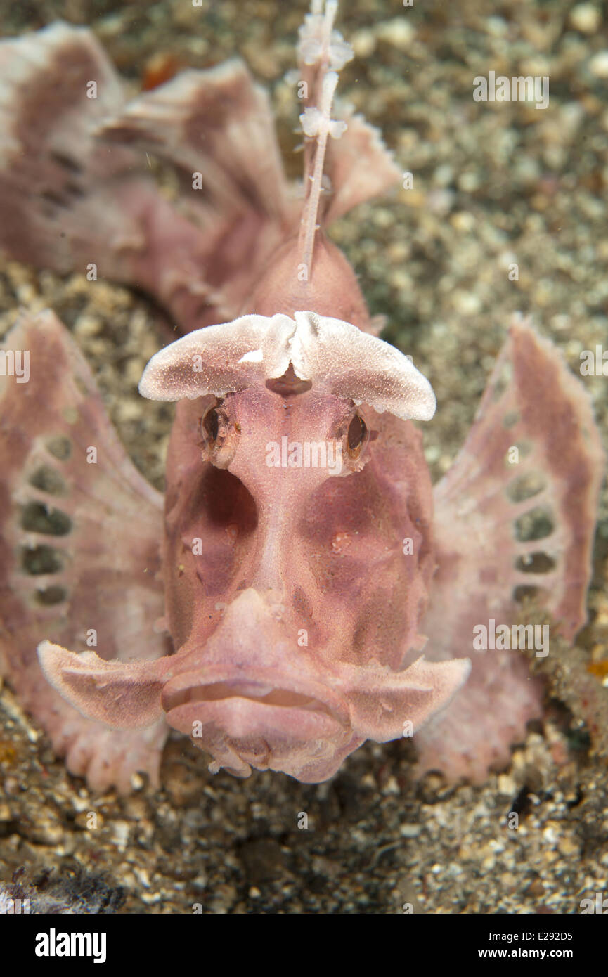 Trampilla de pala (Rhinopias Scorpionfish eschmeyeri) adulto, descansando en la arena, estrecho de Lembeh, Sulawesi, Indonesia, Islas Sunda, enero Foto de stock