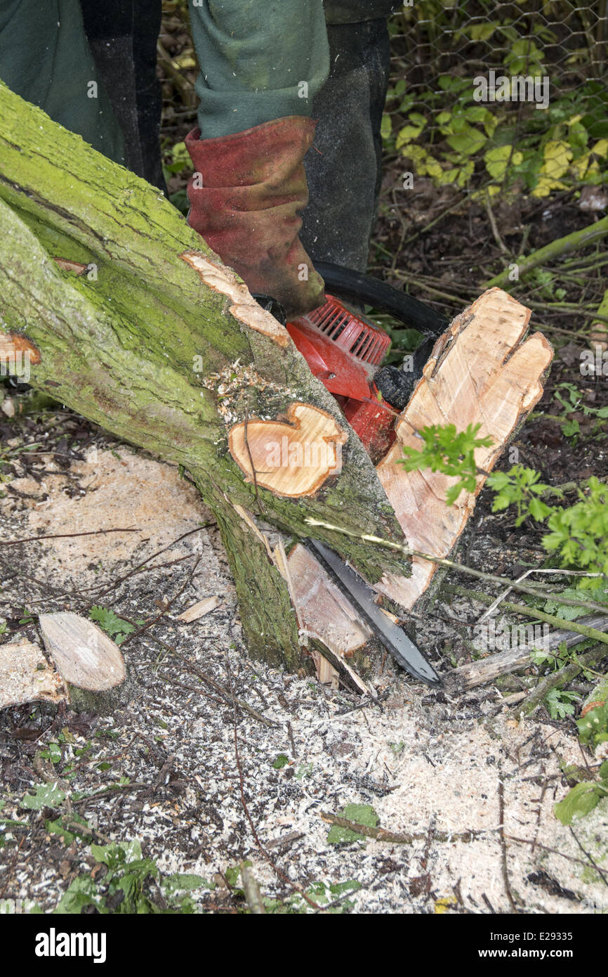 Usando una sierra para cortar parcialmente Hawthorn, que luego se pusieron a un lado. Foto de stock