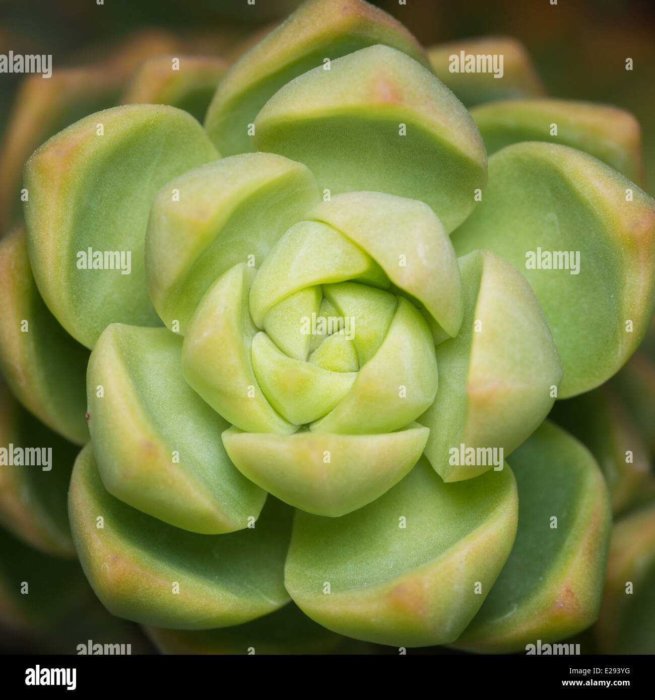 Primer plano de una espiral de plantas suculentas Foto de stock