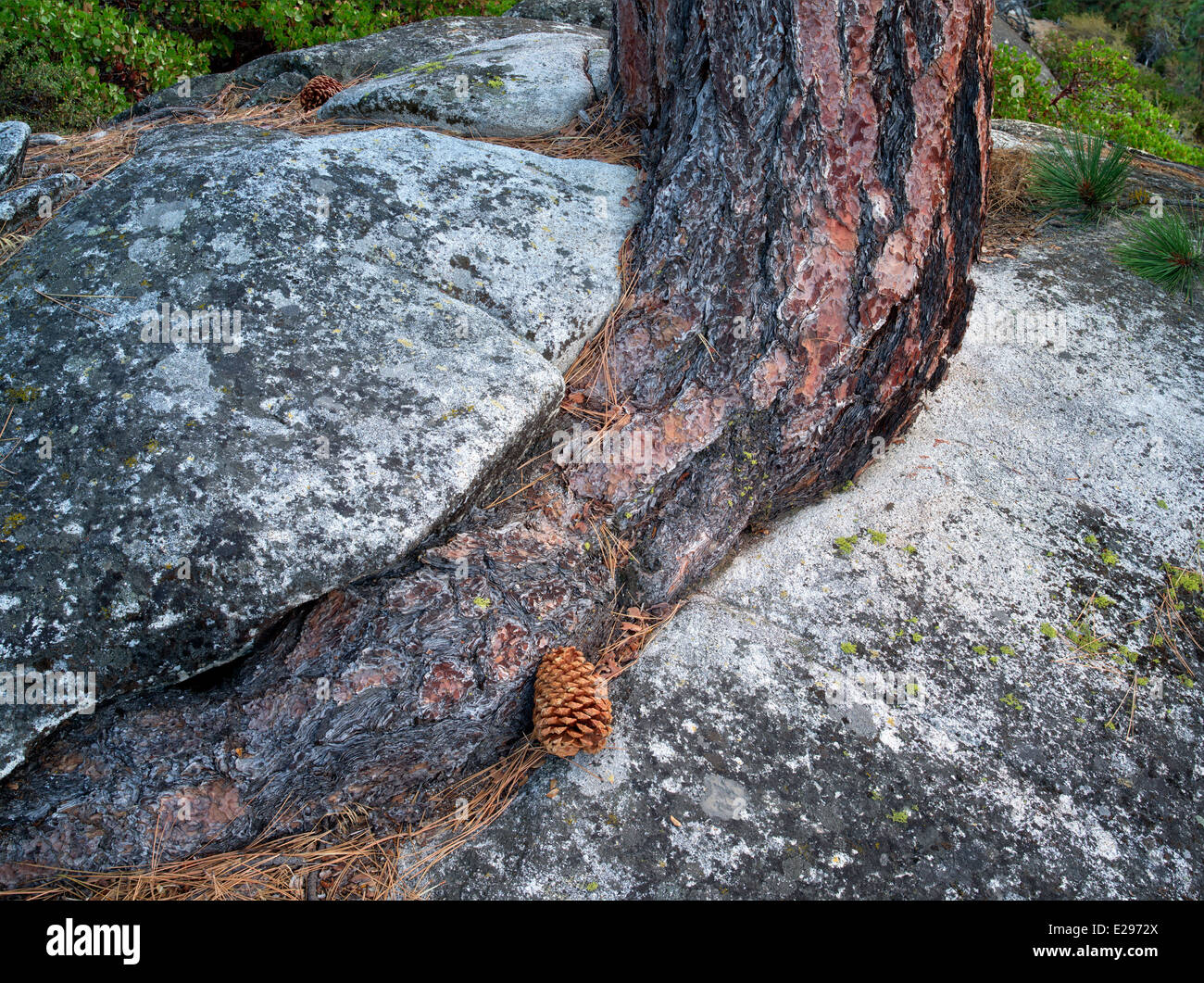 Pino Ponderosa luchando para crecer en grietas de rocas de granito. Lake Tahoe, California/Nevada Foto de stock