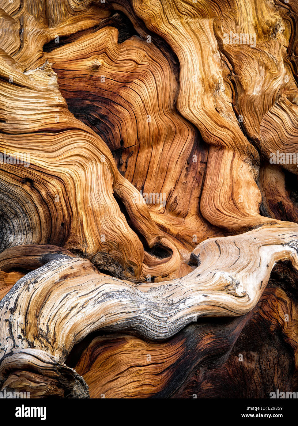 Las nudosas raíces descubiertas de pino bristlecone. Antiguo bosque de pinos bristlecone, Inyo County, California Foto de stock