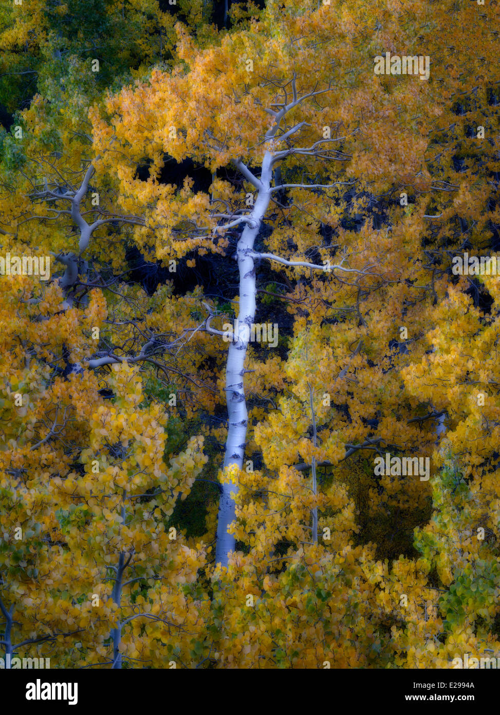 Árboles de Aspen en otoño de color , la parte oriental de Sierra Nevada Mountains, California Foto de stock