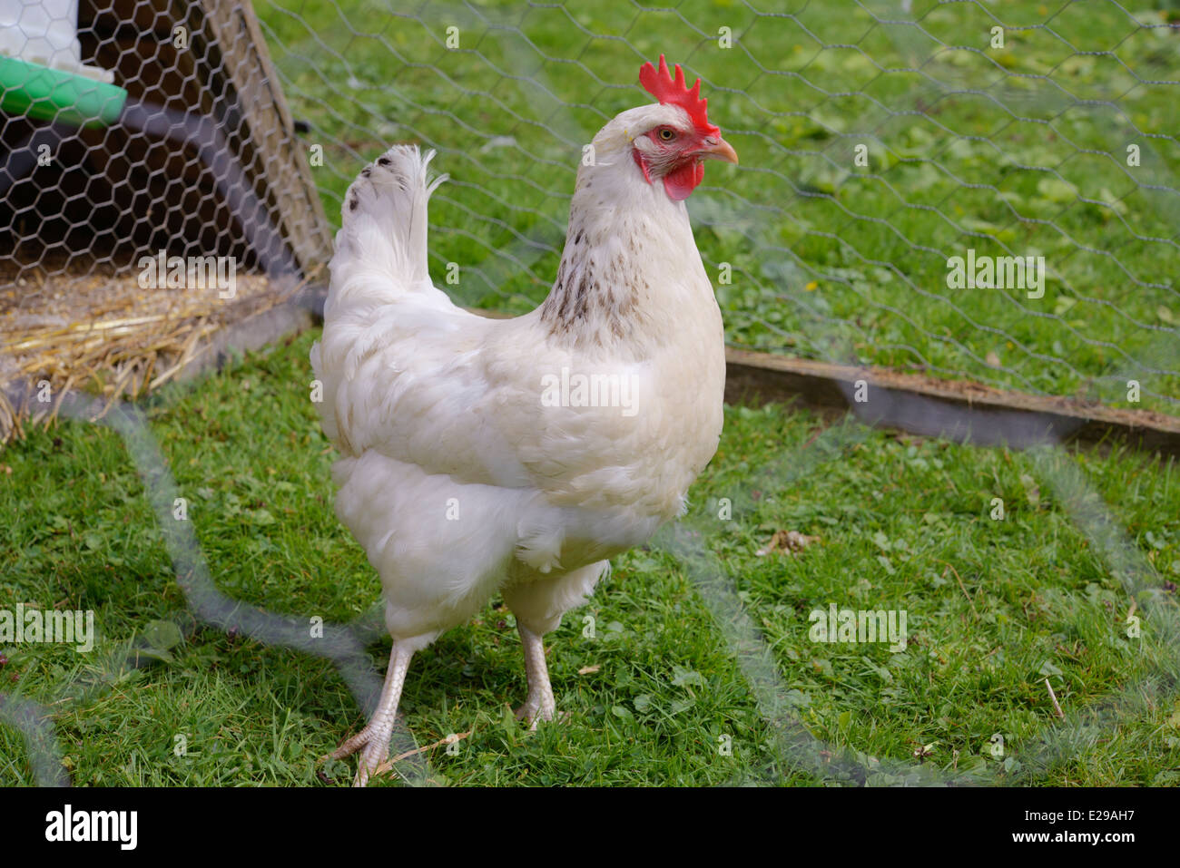 Luz Sussex Hen la gama de hierba detrás de la esgrima de alambre, Gales, Reino Unido Foto de stock