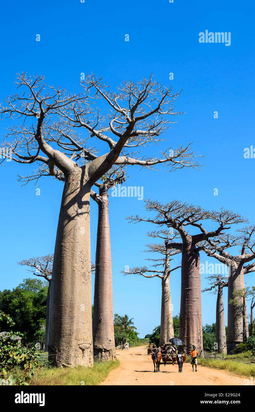 Avenida de los baobabs, Madagascar Foto de stock