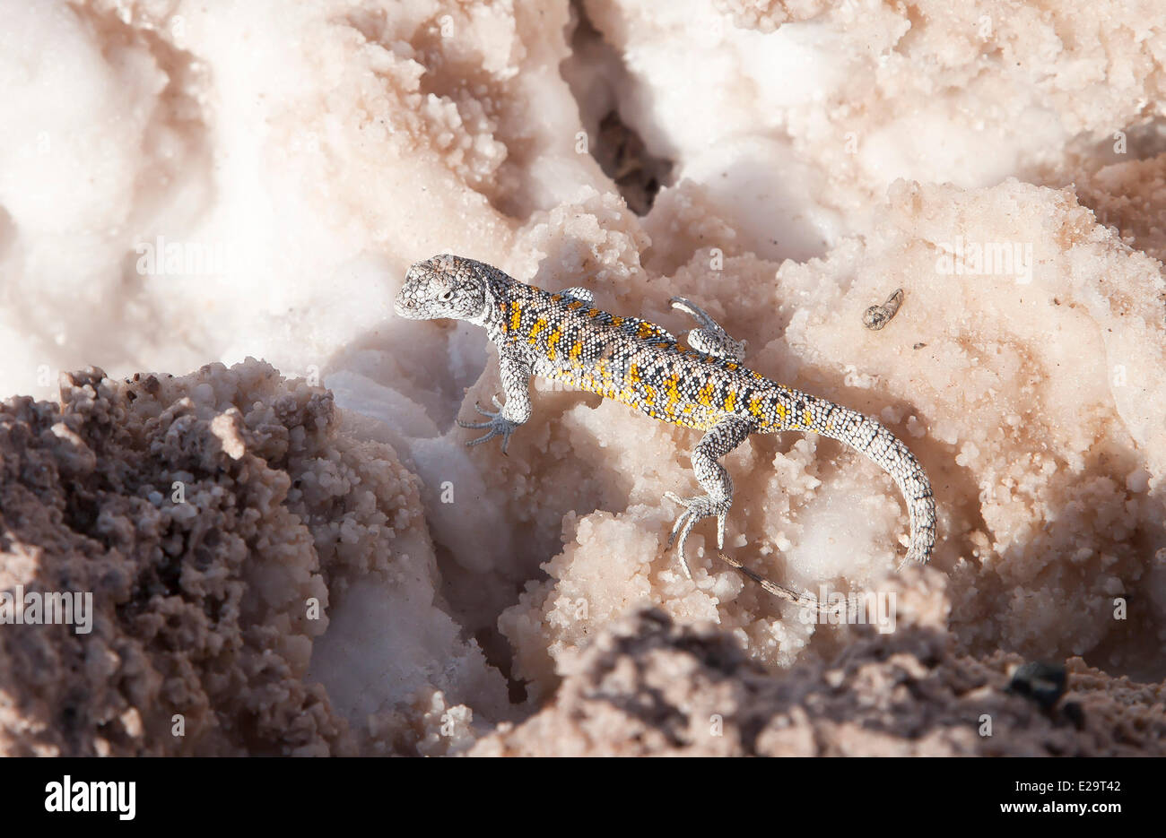 Chile, Región de Antofagasta, San Pedro de Atacama, el salar de Atacama, un lagarto en la laguna Chaxca Foto de stock