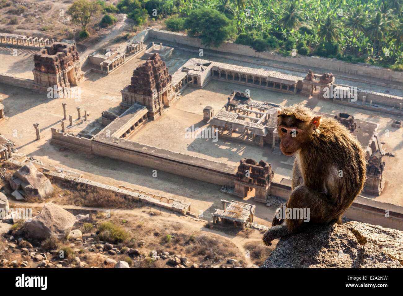La India, en el estado de Karnataka, Hampi, Monkey antes Achyutaraya temple, catalogado como Patrimonio de la Humanidad por la UNESCO Foto de stock