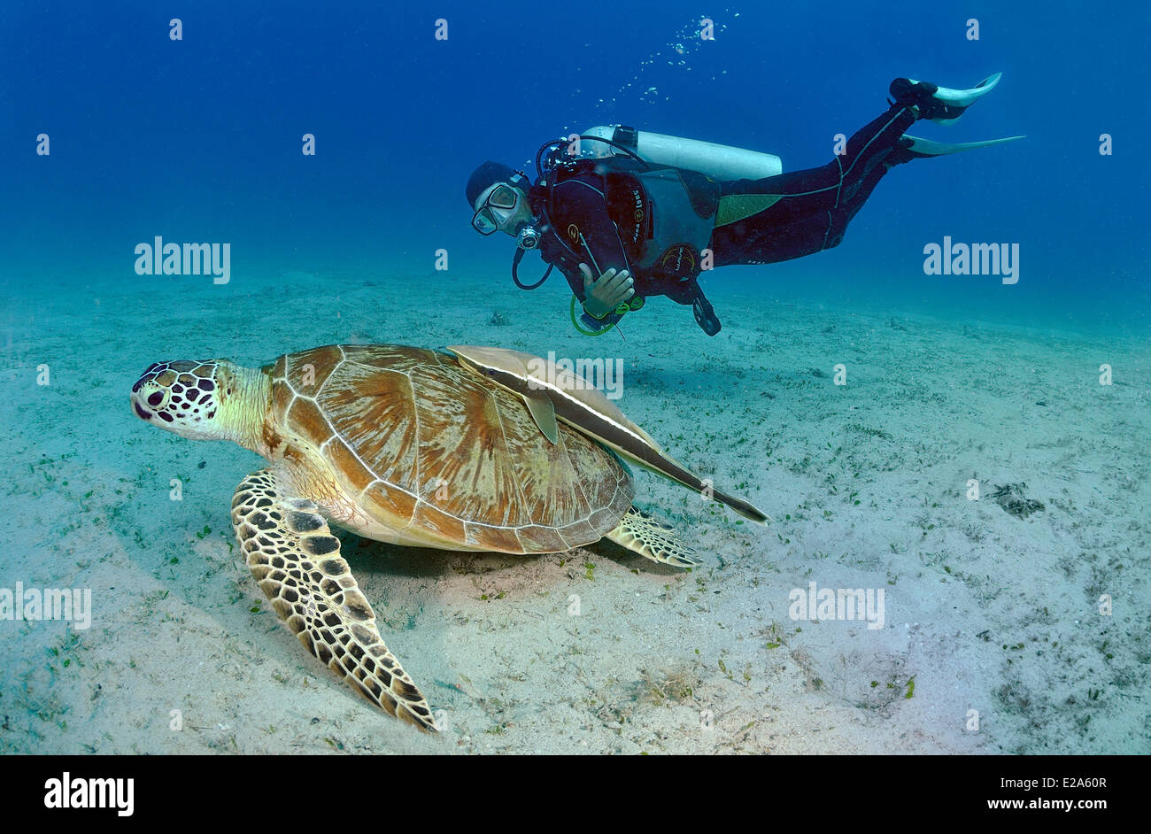 Filipinas, isla de Palawan, una tortuga verde (Chelonia mydas), una remora y un buzo Foto de stock