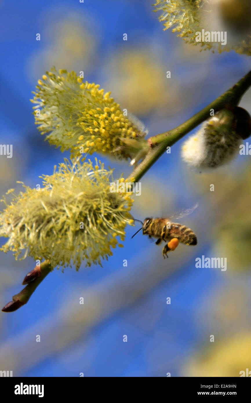 Las flores amarillas del sauce (Salix) ofrecen las abejas de miel en la primavera un alimento muy importante en la crianza de sus beebrood. Foto: Klaus Nowottnick Fecha: 14 de marzo de 2014 Foto de stock