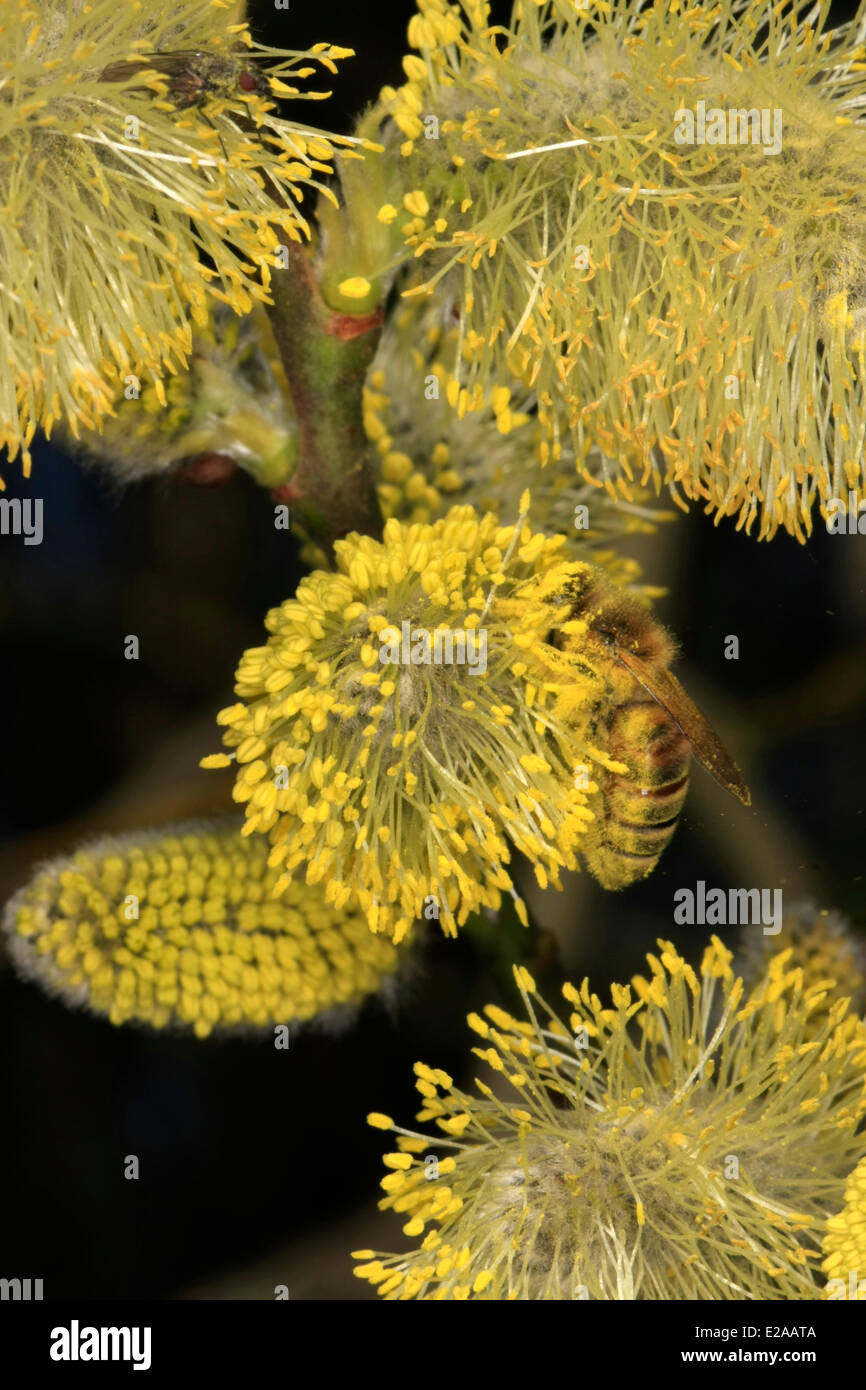 Las flores amarillas del sauce (Salix) ofrecen las abejas de miel en la primavera un alimento muy importante en la crianza de sus beebrood. Foto: Klaus Nowottnick Fecha: 14 de marzo de 2014 Foto de stock