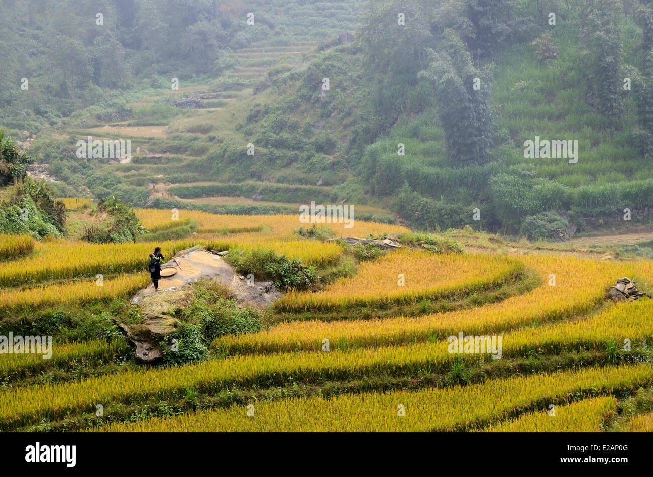 Vietnam, provincia de Lao Cai, Sapa , terraza, campos de arroz, la etnia Hmong negro gente cosechando arroz Foto de stock