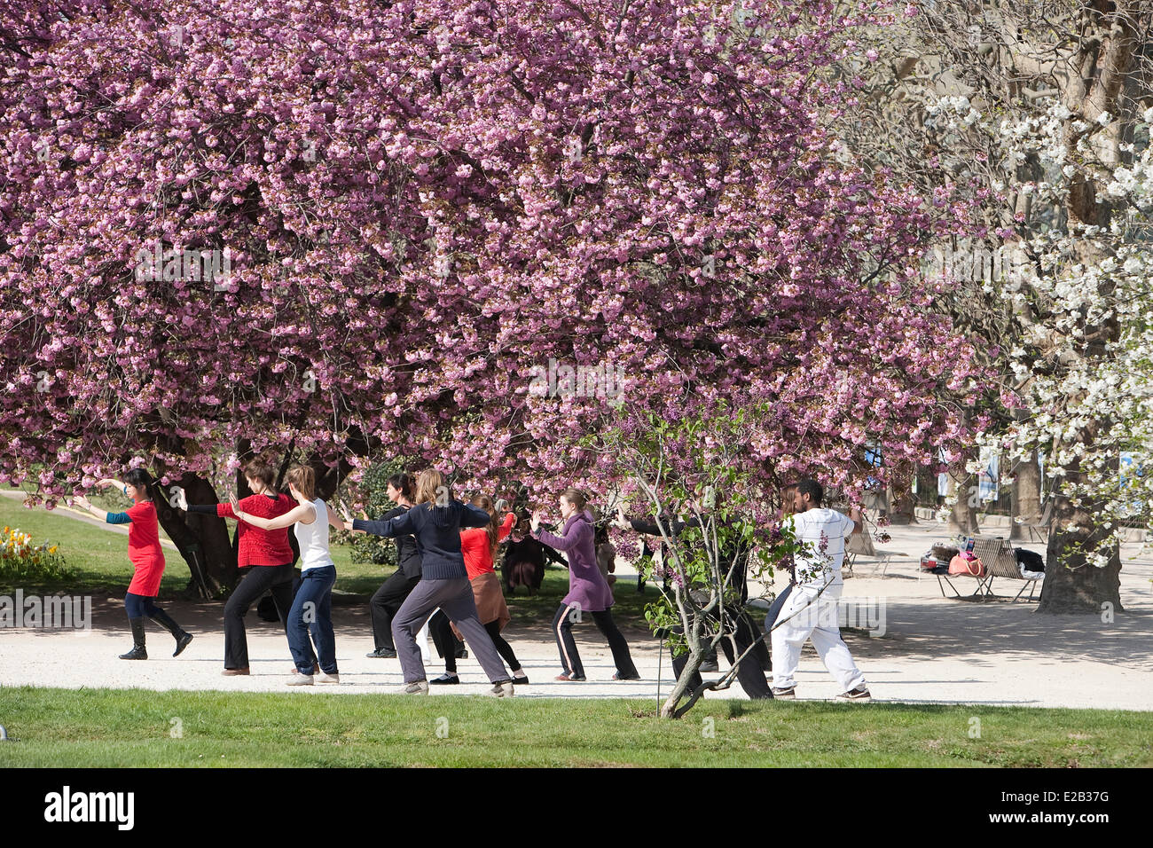 Francia, Paris, Tai Chi en frente de un árbol de flor en el Jardin des Plantes (Jardín Botánico) en primavera Foto de stock