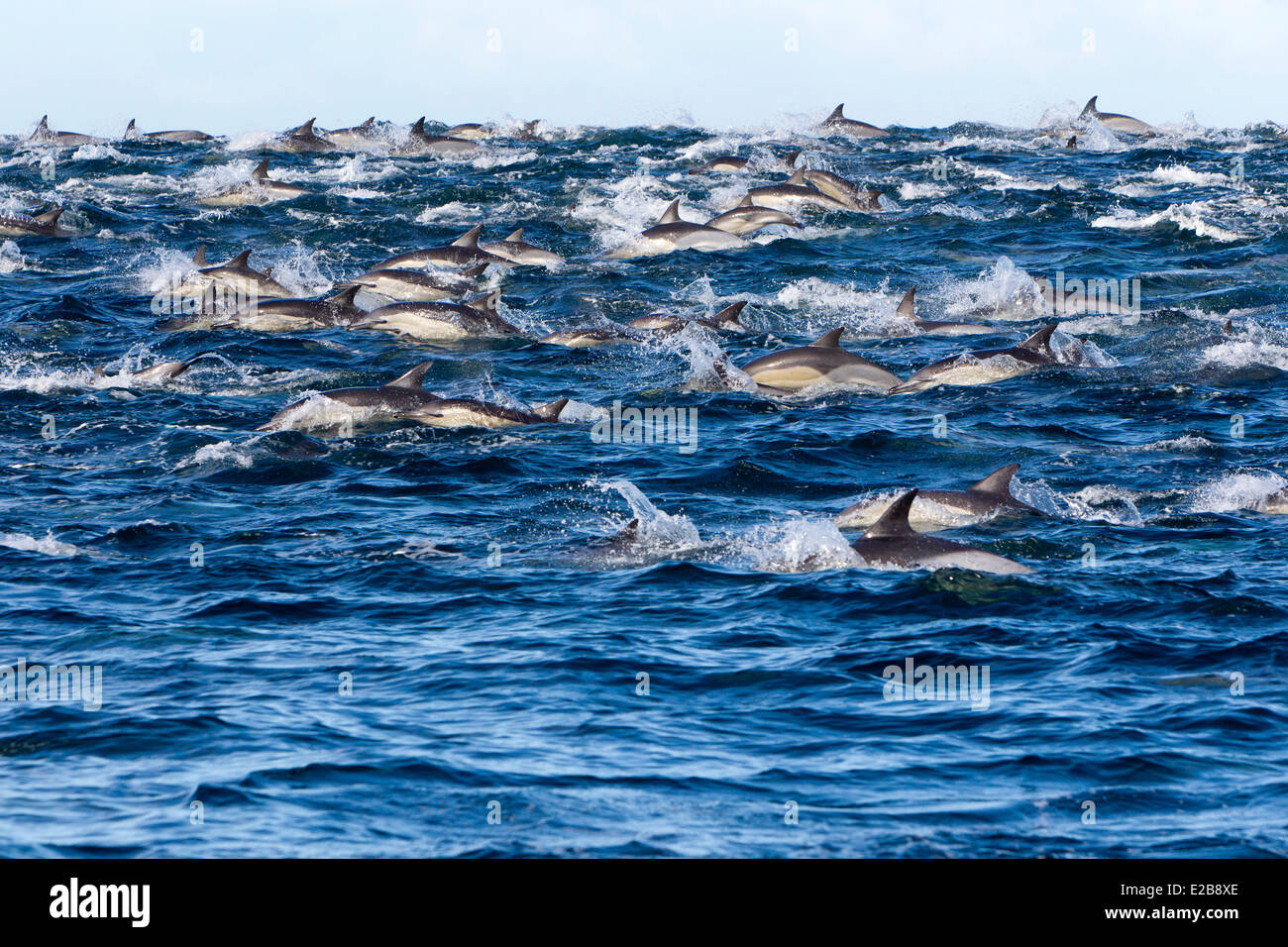 Sudáfrica, Western Cape, Gansbaai, Seal Island, Longpicuda delfín