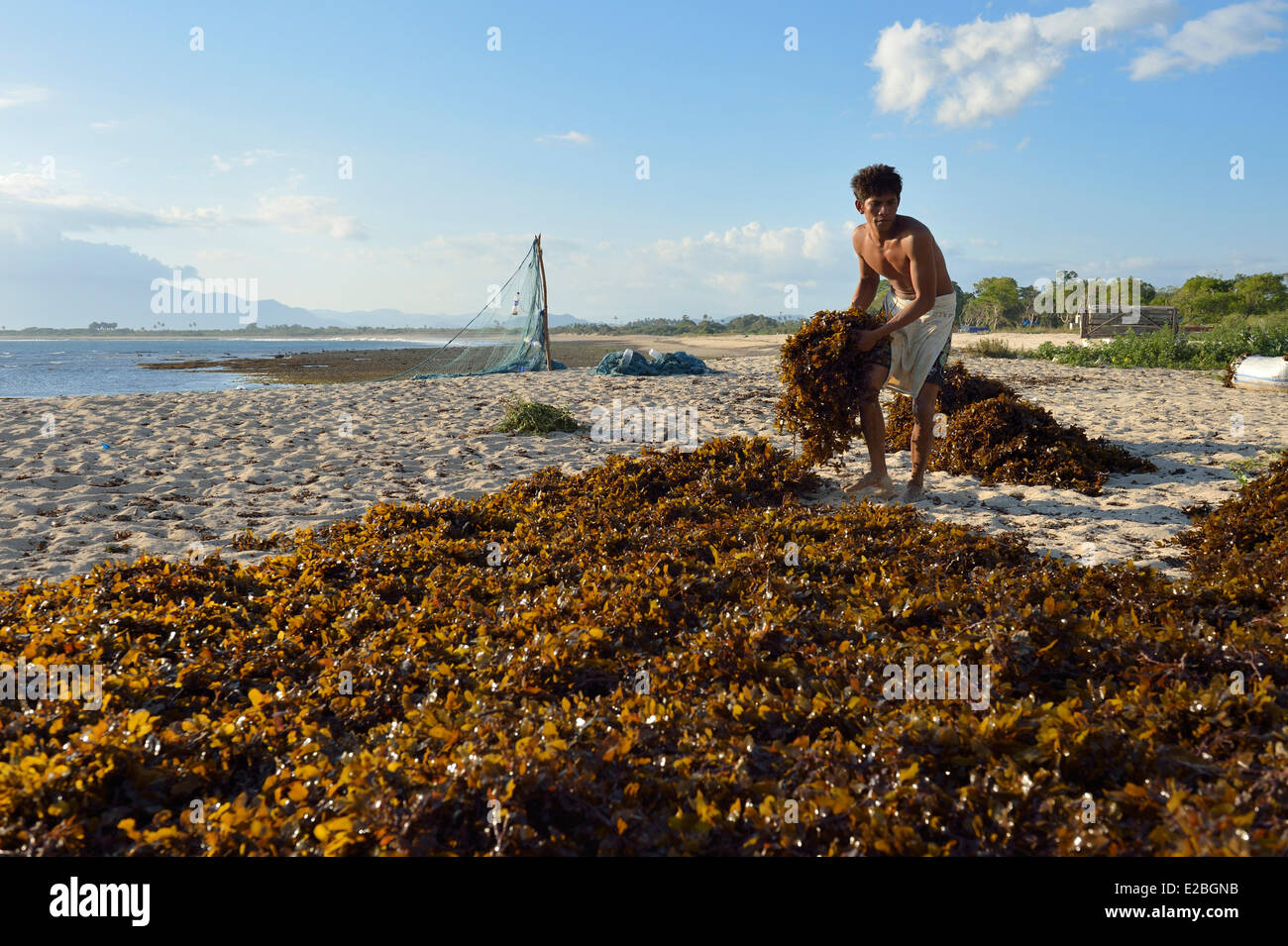 Indonesia, Sumbawa, el cultivo de algas marinas en la playa de Pantai Lakey, también famoso por sus olas de surf Foto de stock