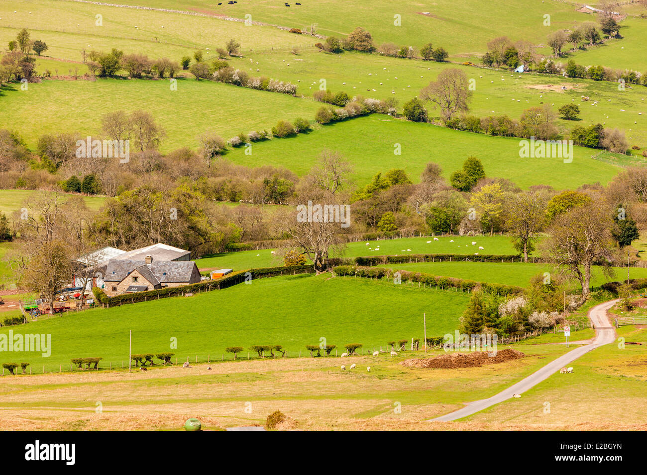 Campos Verdes en Herefordshire, Gales, Reino Unido, Europa. Foto de stock