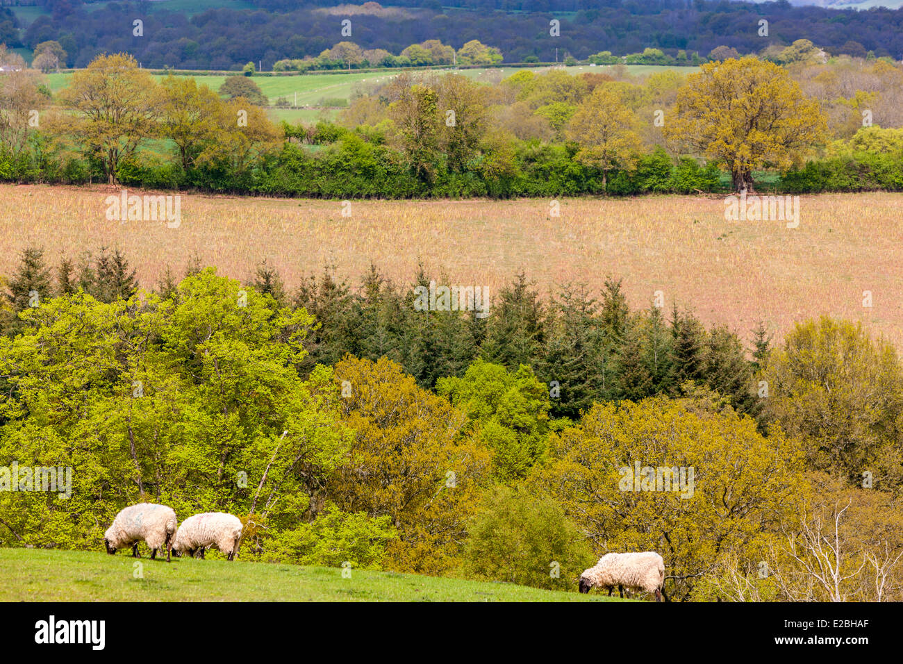 Campos Verdes en Herefordshire, Gales, Reino Unido, Europa. Foto de stock