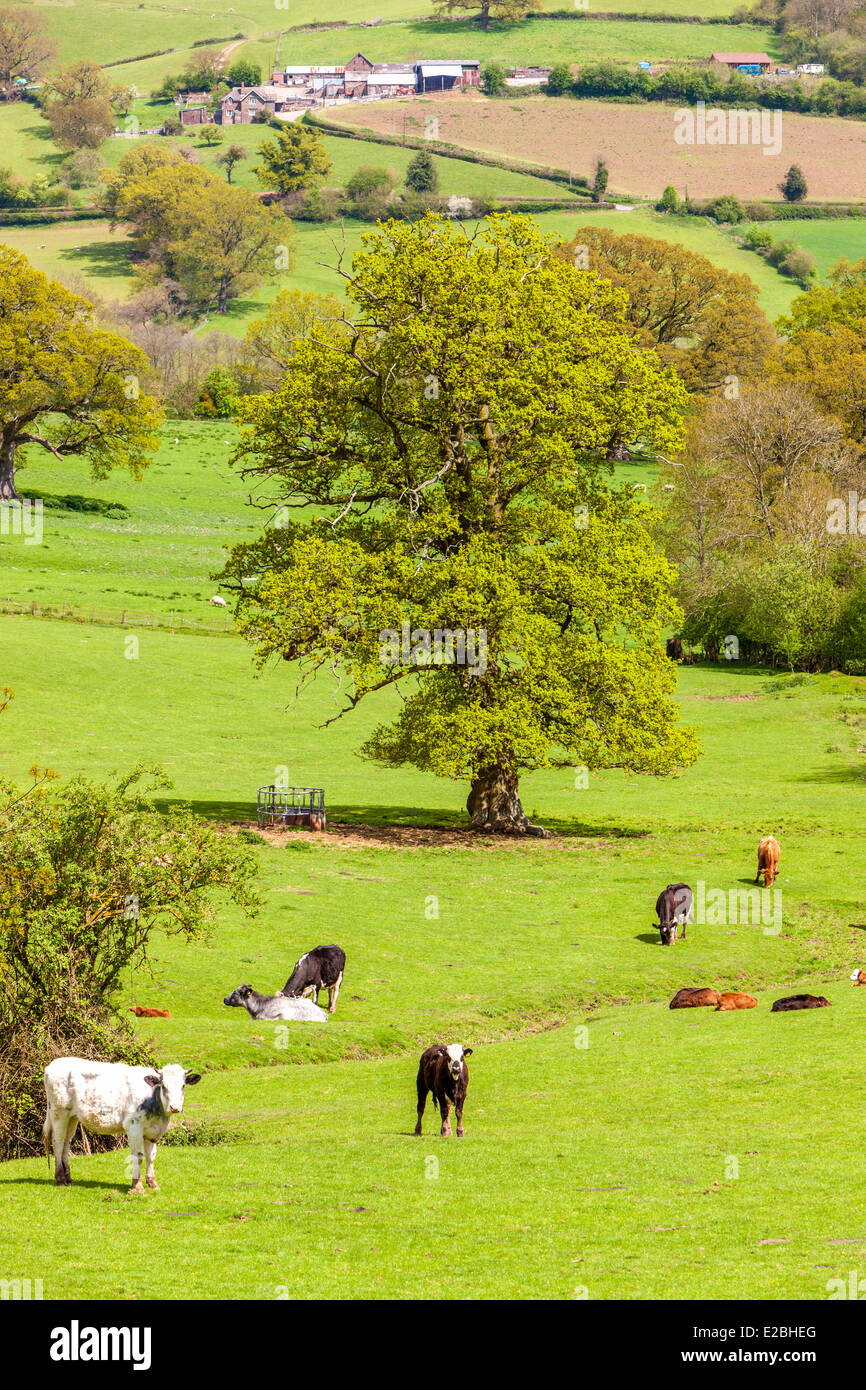 Campos Verdes en Monmouthshire, Gales, Reino Unido, Europa. Foto de stock