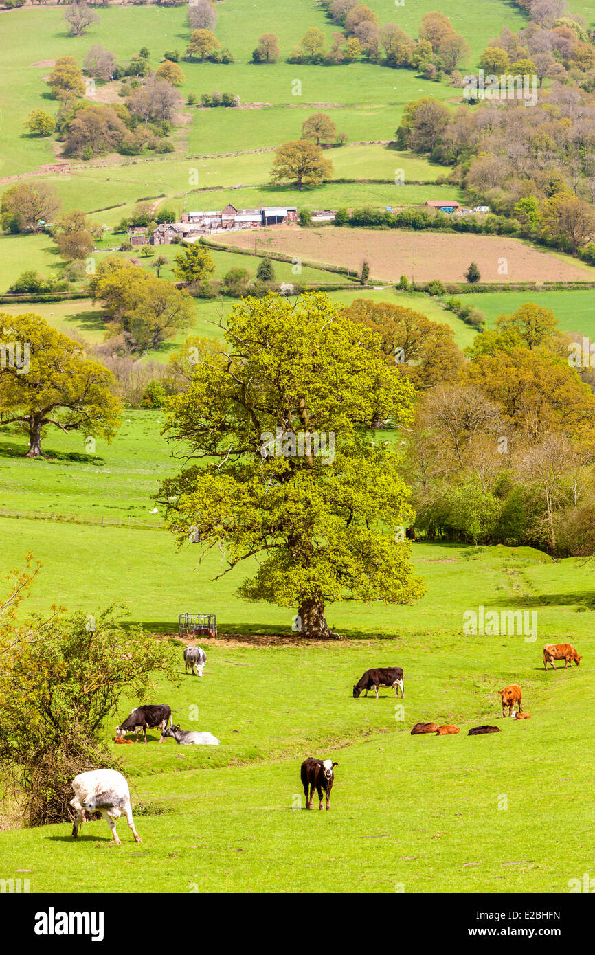 Campos Verdes en Monmouthshire, Gales, Reino Unido, Europa. Foto de stock