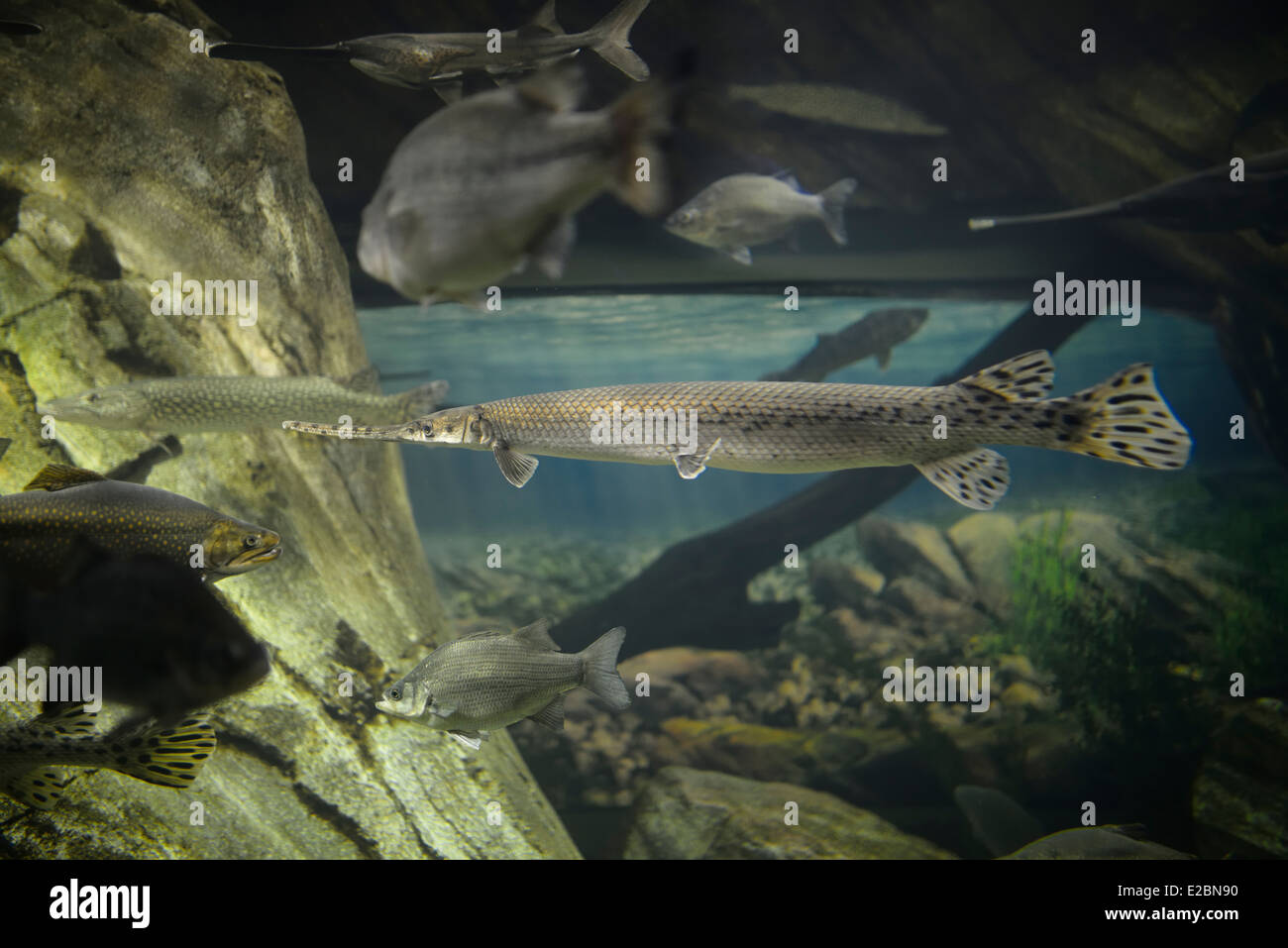 Longnose Gar de lubina rayada y otros peces del Lago Ontario en Toronto el acuario de Ripley Foto de stock