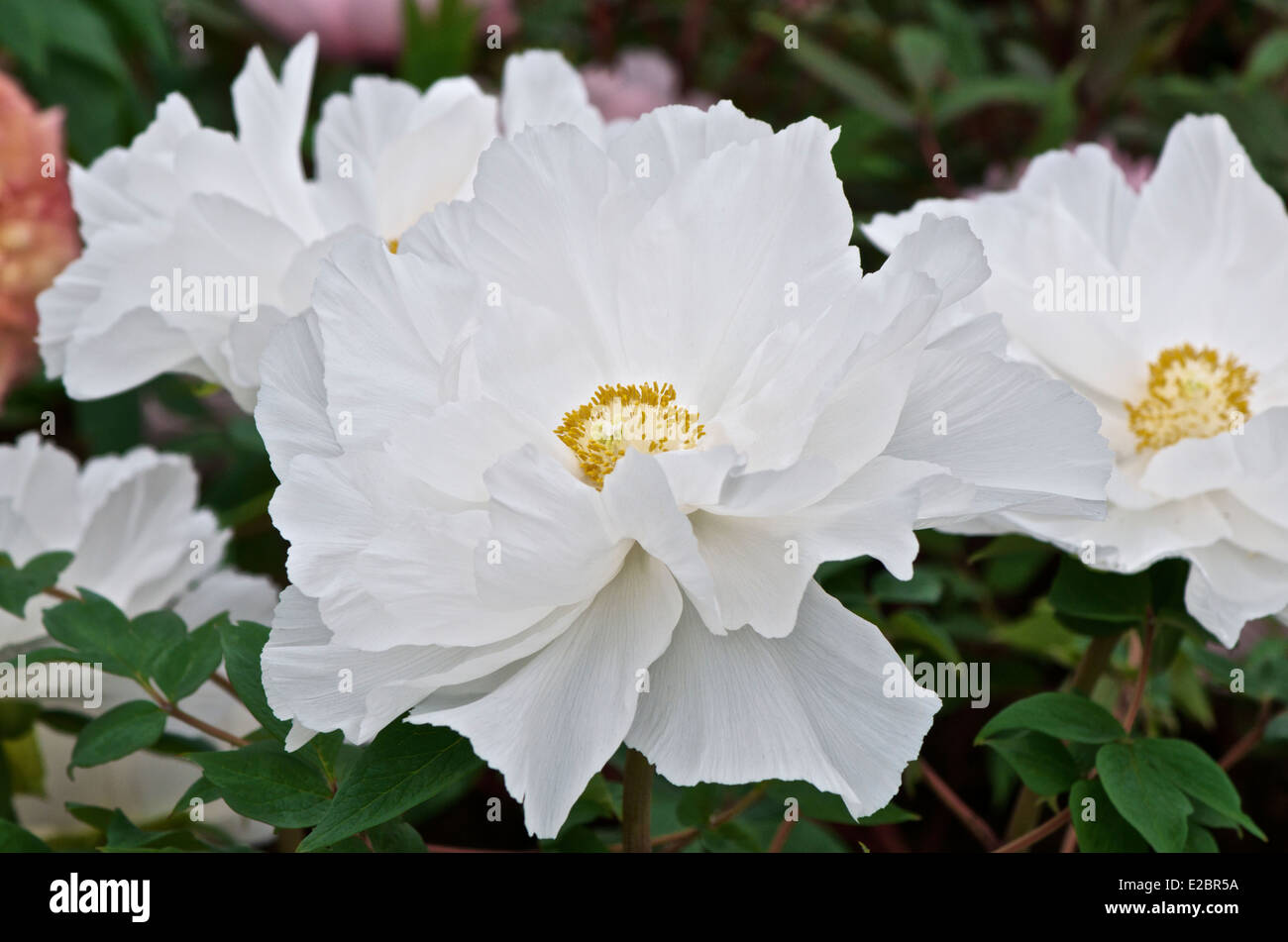 De peonía blanca grande - Paeonia suffruticosa 'Renkaku' Foto de stock