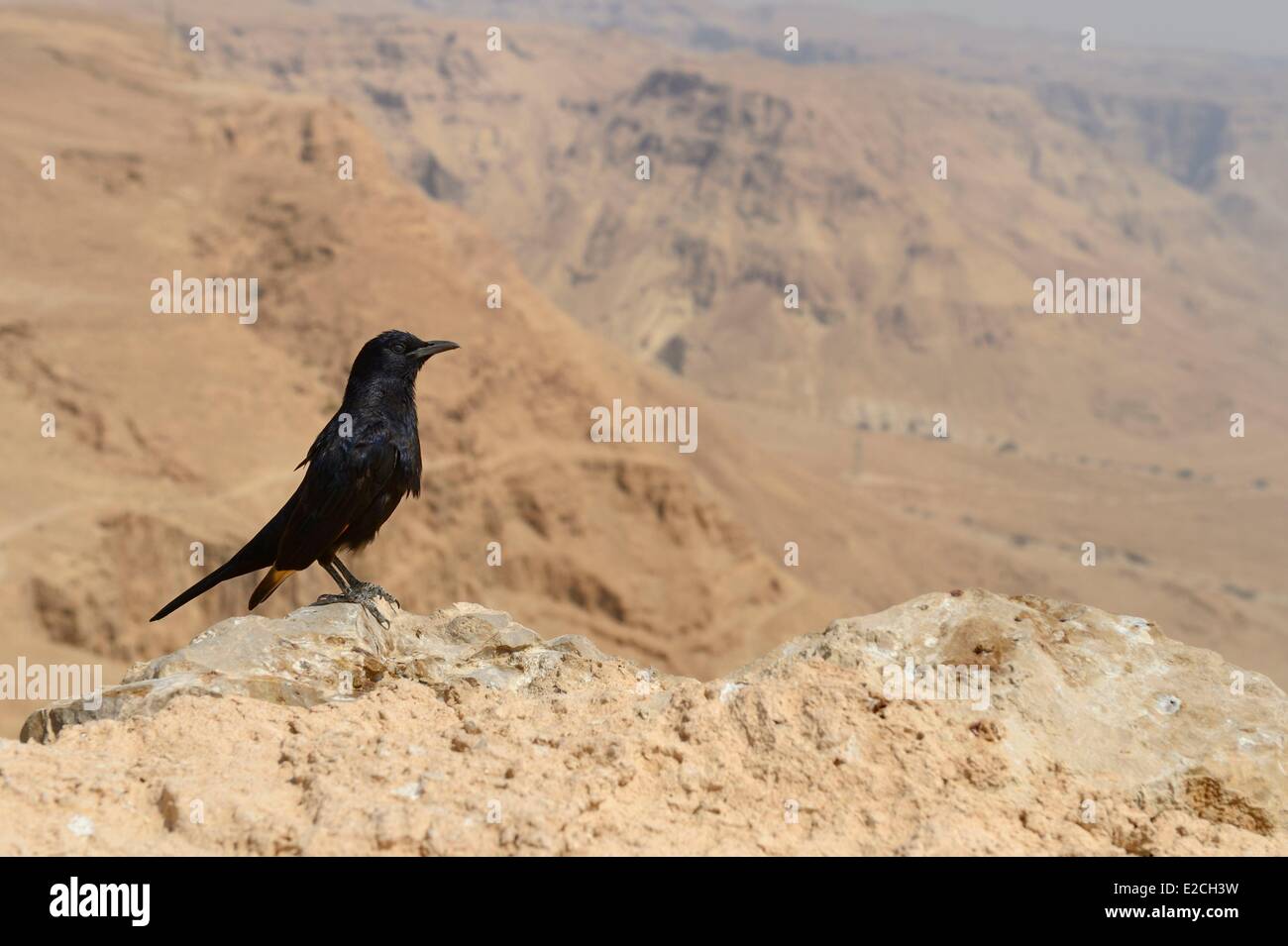 Israel, el desierto del Negev, la fortaleza de Masada, catalogada como Patrimonio de la Humanidad por la UNESCO, Tristram's Starling (Onychognathus tristramii) es una especie de aves de starling nativos de Israel, Jordania, en el noreste de Egipto (Península del Sinaí), en el oeste de Arabia Saudita, Yemen y Omán Foto de stock