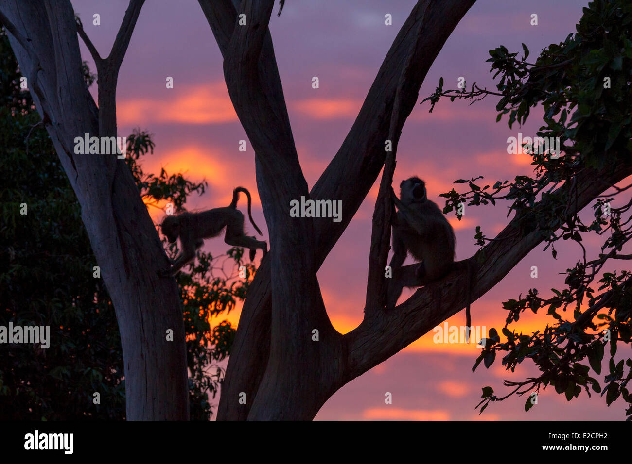 Kenia El Parque Nacional de Tsavo East amarillo (Papio hamadryas baboon cynocephalus) al amanecer. Foto de stock