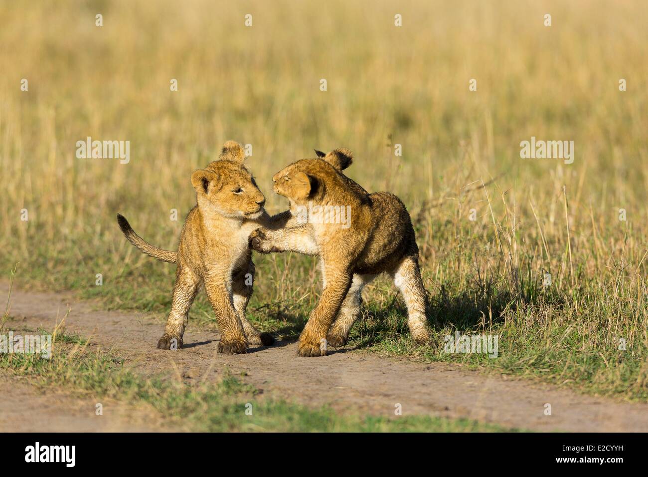 Kenya game reserve Masai-Mara león (Panthera leo) Cachorros jugando Foto de stock