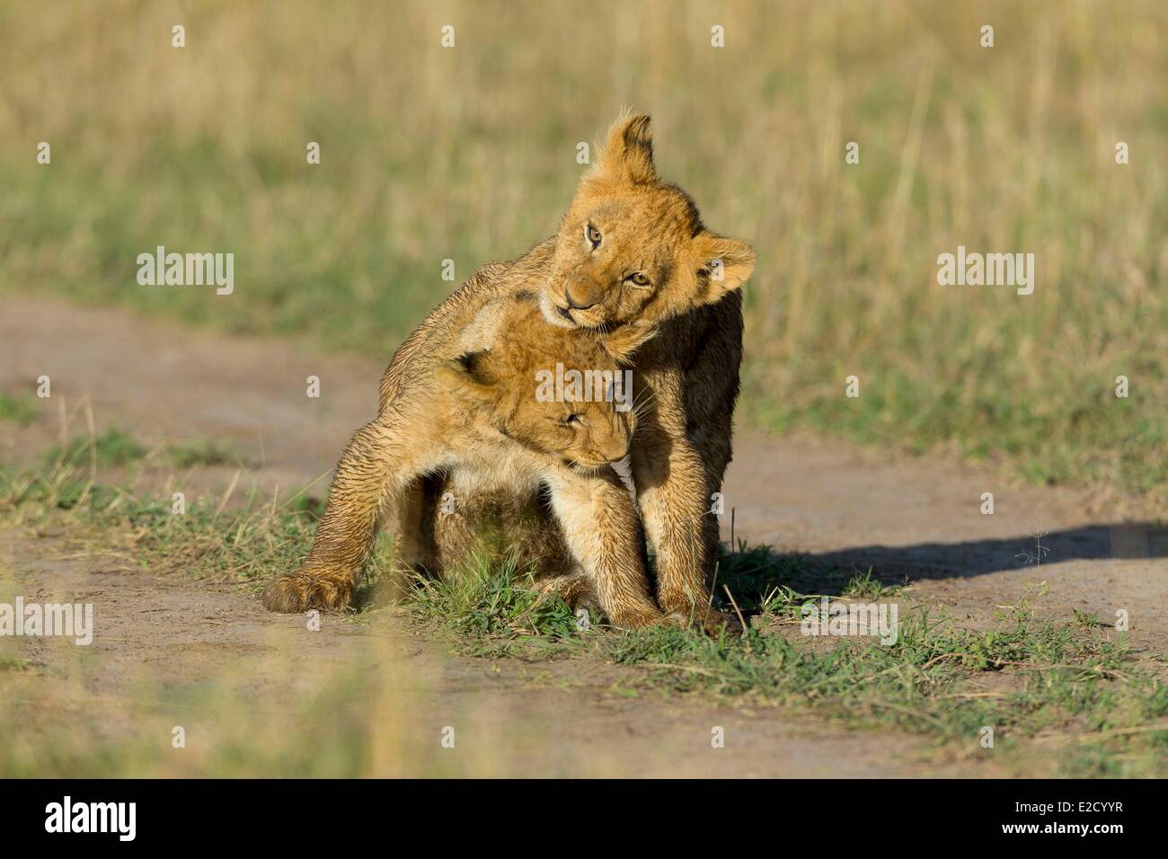 Kenya game reserve Masai-Mara león (Panthera leo) Cachorros jugando Foto de stock