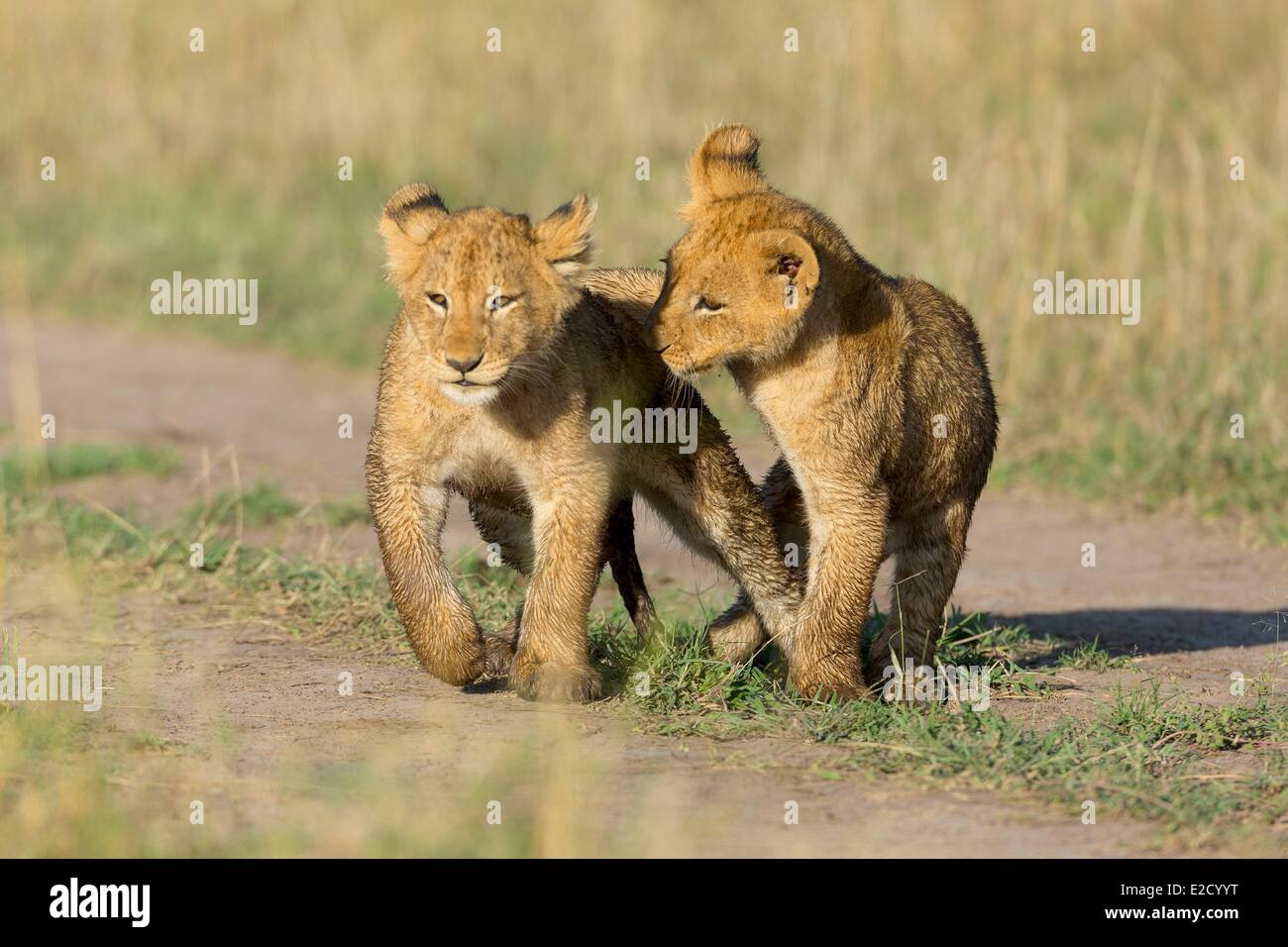 Kenya game reserve Masai-Mara león (Panthera leo) Cachorros jugando Foto de stock