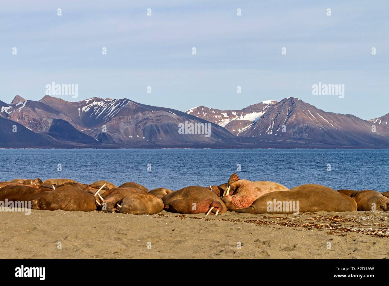 La morsa (Odobenus rosmarus), retrato, Noruega, Svalbard Fotografía de  stock - Alamy