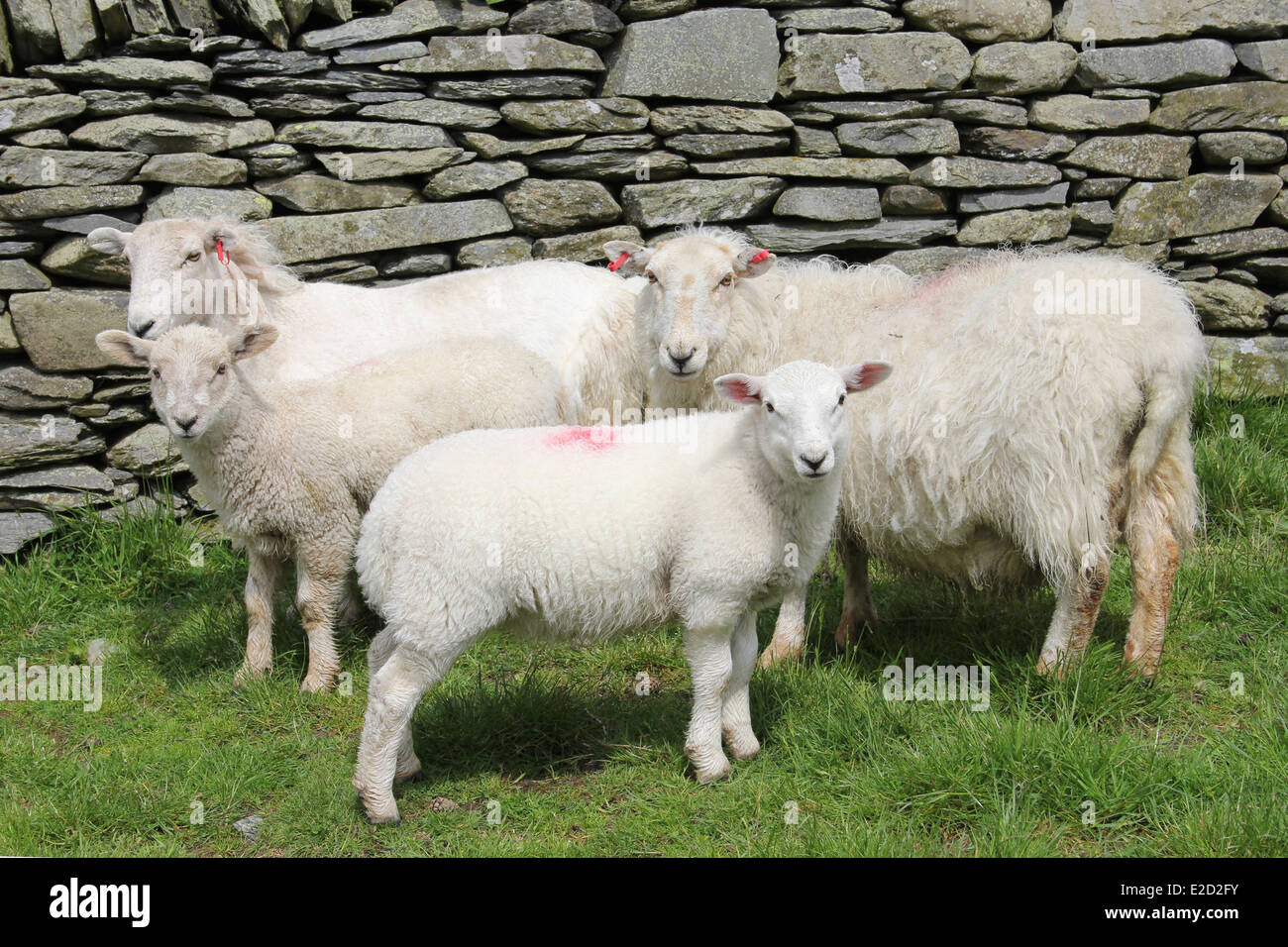 Ovejas y corderos junto a un muro de piedra, Gales Foto de stock