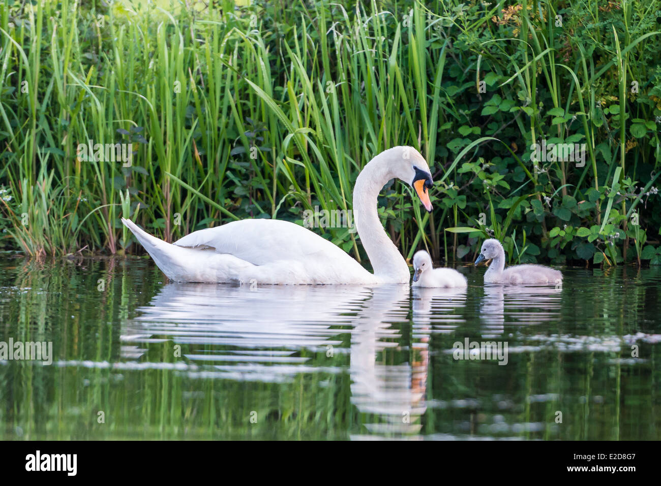Cisne nadando en el canal con dos Cygnets materna Foto de stock