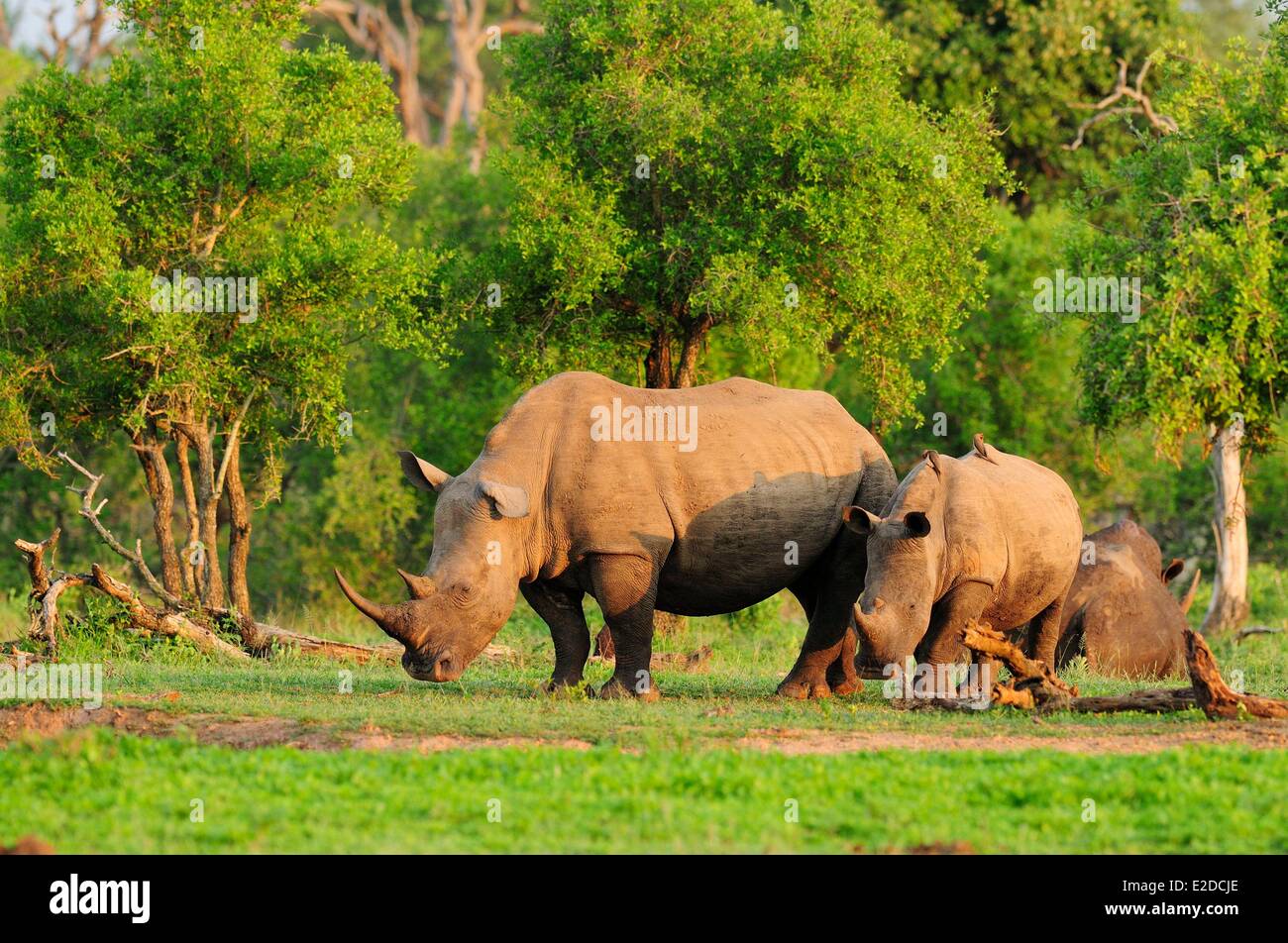 Distrito de Lubombo Suazilandia Hlane Royal National Park o cuadrados del rinoceronte blanco (Ceratotherium simum rinoceronte labiado) Foto de stock