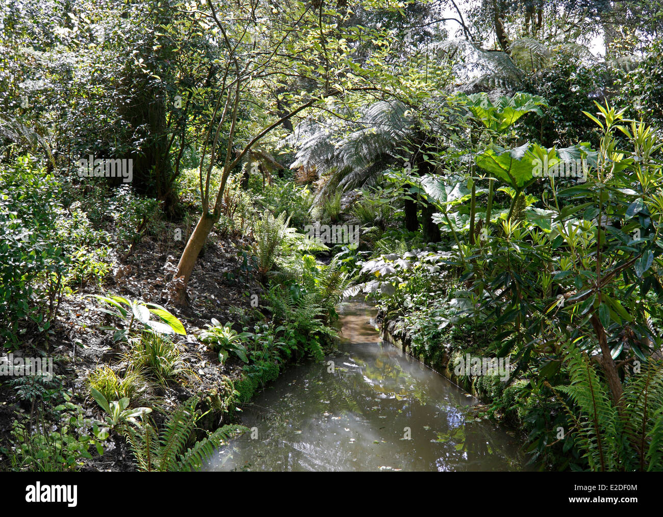 Un arroyo en Abbotsbury jardines subtropicales. DORSET, Reino Unido. Foto de stock