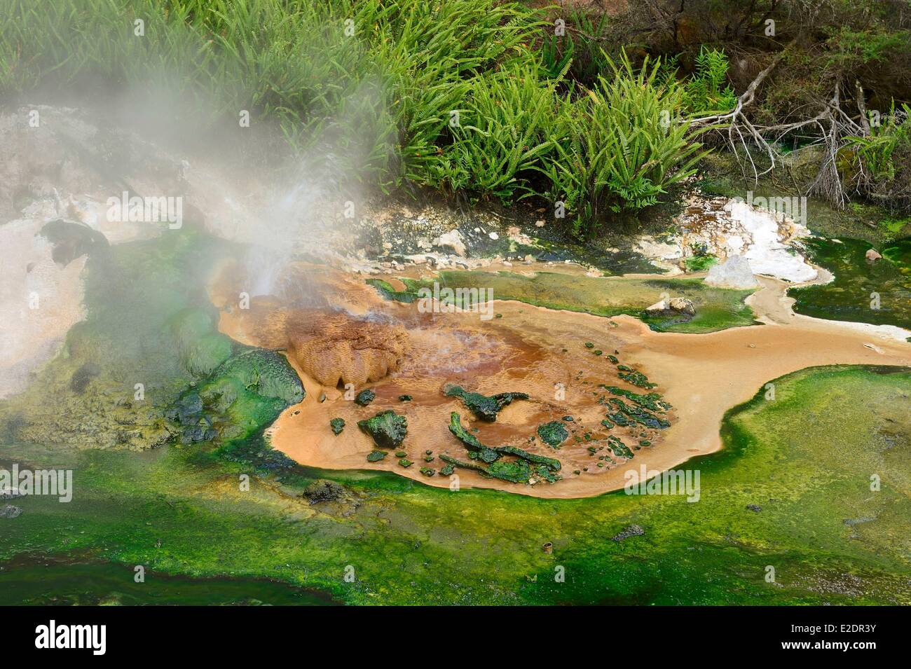 Nueva Zelanda Isla Norte de la Bahía de Plenty, Rotorua el Valle Volcánico de Waimangu creado en 1886 tras la erupción Tarawera Foto de stock