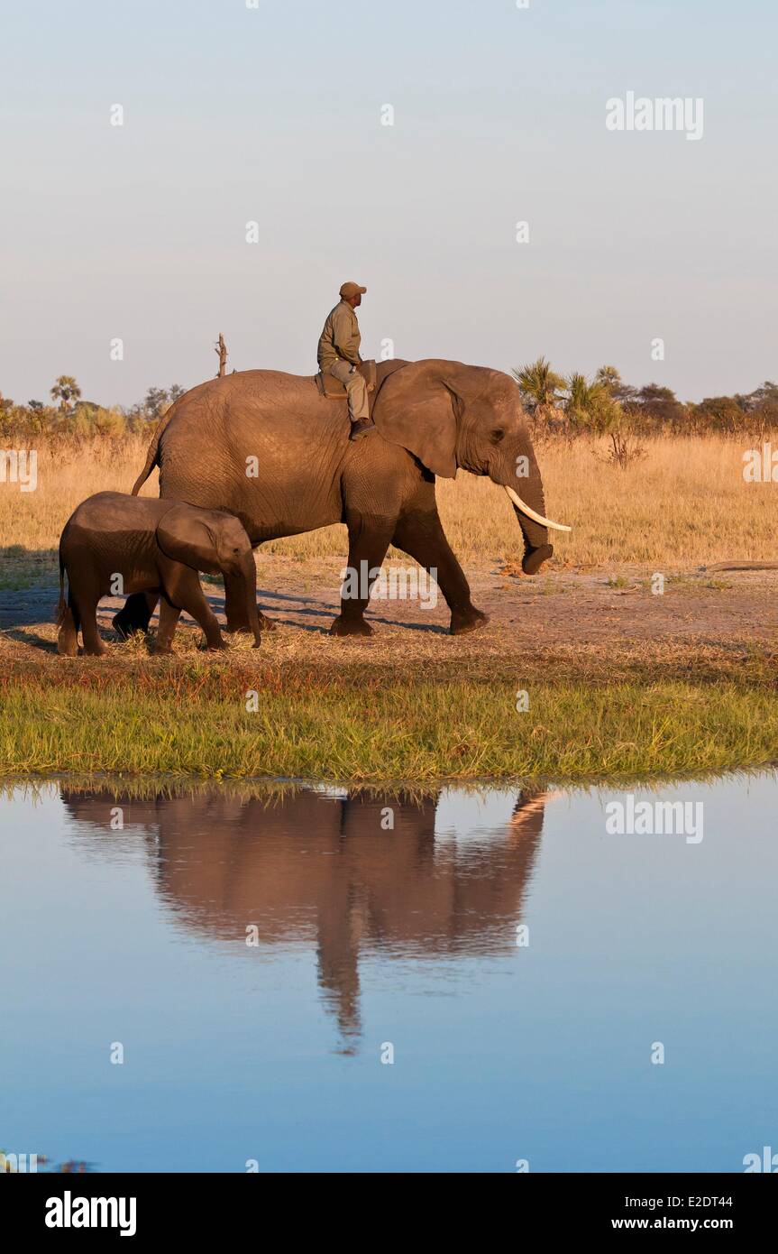 Distrito noroeste de Botswana el Delta del Okavango, el Abu Camp es el hogar de una manada de elefantes con que muchas de las actividades son Foto de stock