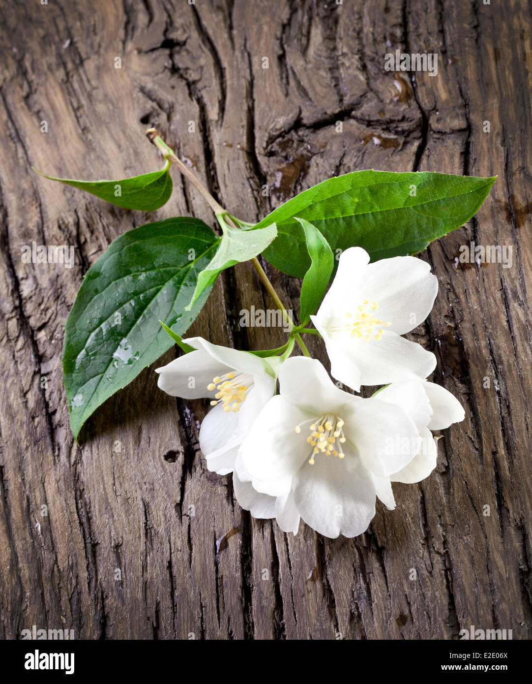 Flor flores jazmín planta fotografías e imágenes de alta resolución -  Página 6 - Alamy